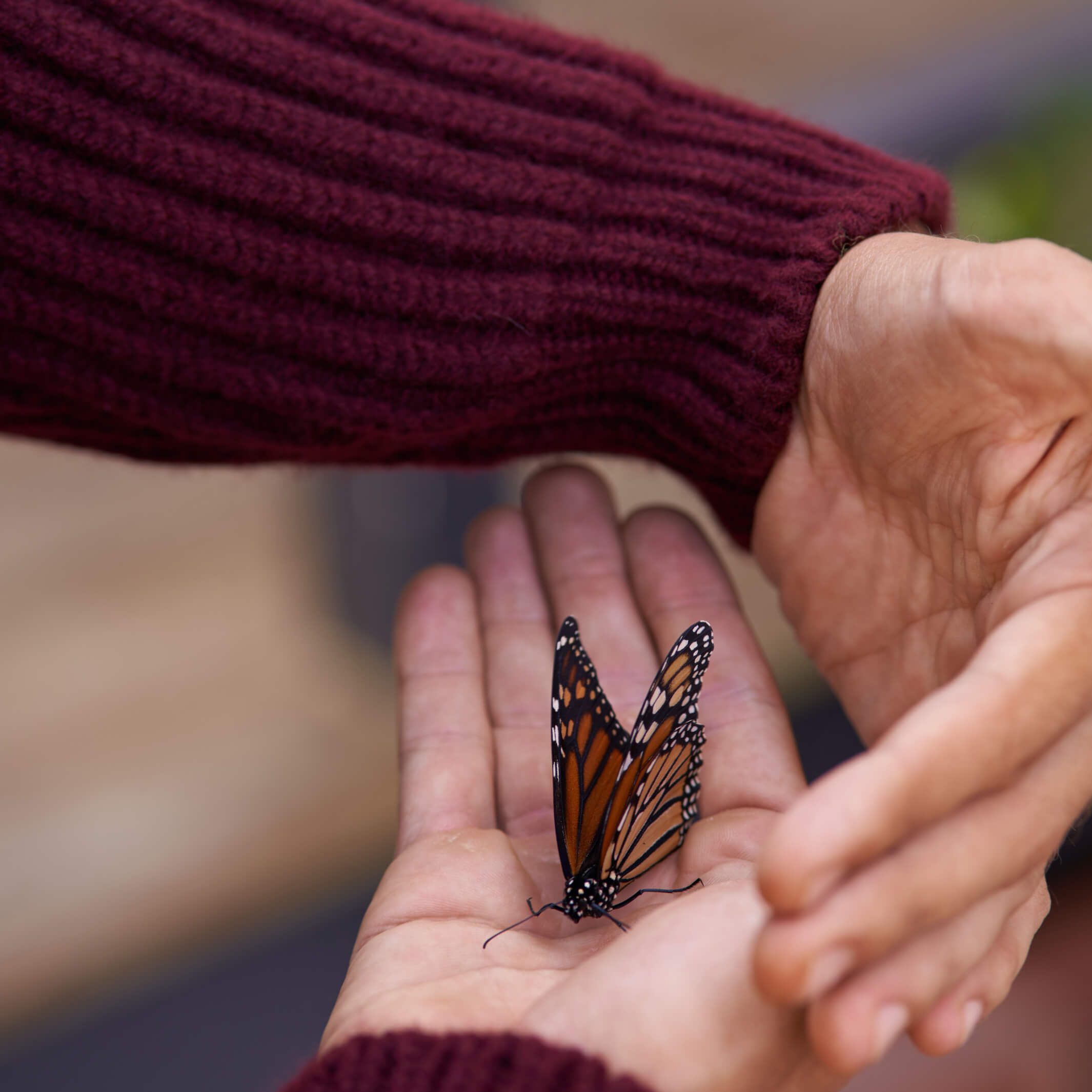 Billie Todd 100% Lambswool Shawl Cardigan Made in Scotland#color_port